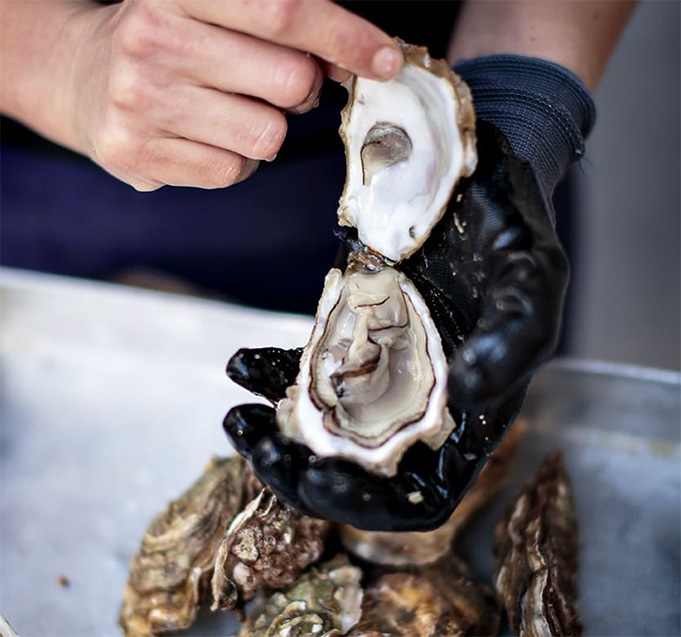 Elegancia<br><p style="font-weight: 300;">Flonflon</p>